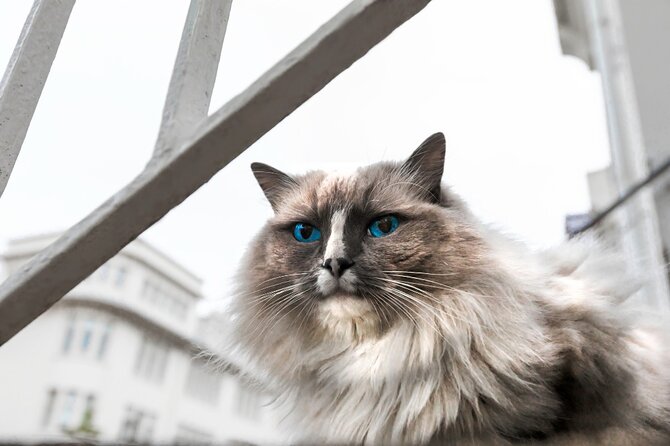 Private Reykjavik Cat Walking Tour - Icelandic Cat Folklore