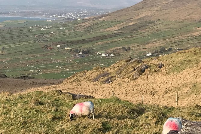 Private Ring of Kerry Luxury Tour With Accredited Guide - Cancellation Policy