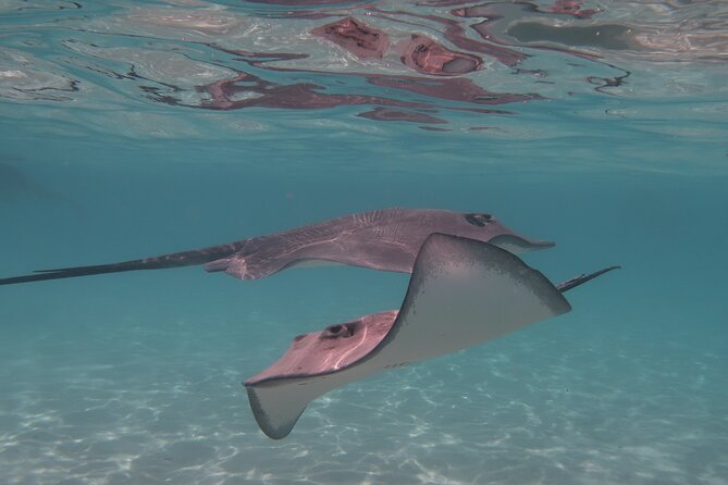 Private Romantic Half-Day Boat Trip in Moorea - Explore the Underwater Wonders of Moorea