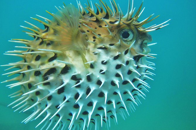 Private Snorkel Cruise in Cabo San Lucas - What to Expect