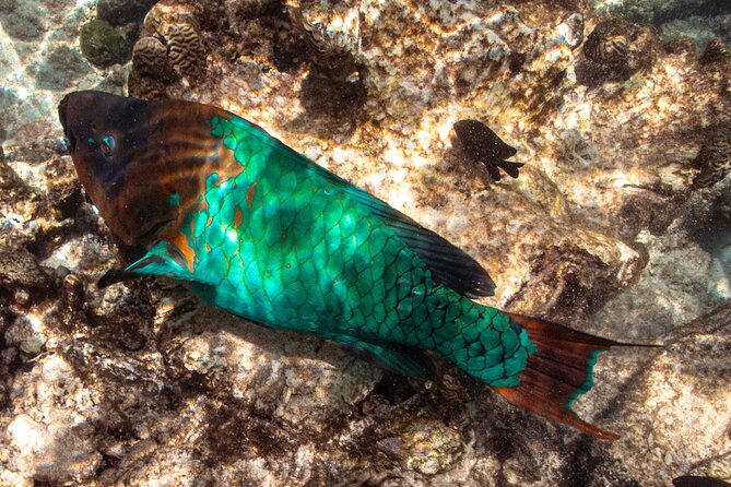 Private Snorkeling Tour Bonaire - What to Expect on the Private Snorkeling Tour