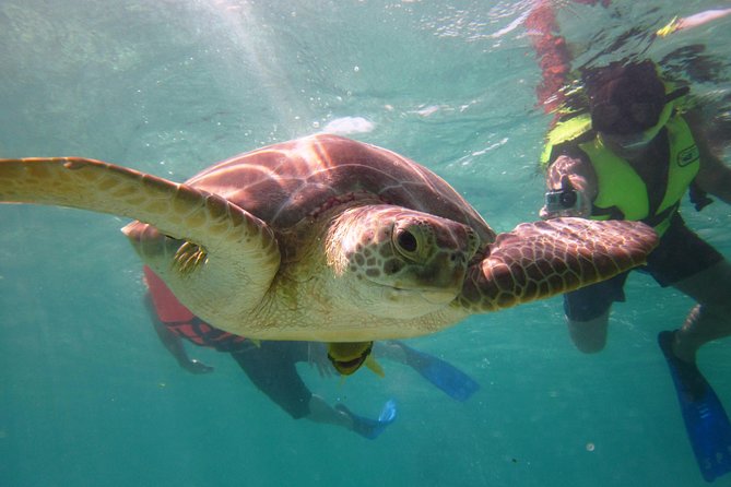 Private Snorkeling Tour With Sea Turtles at Akumal Beach  - Playa Del Carmen - Traveler Photos and Reviews
