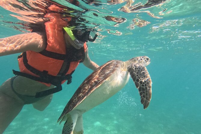 Private Snorkeling With Sea Turtles in Akumal Beach - Expert Guide and Biologist