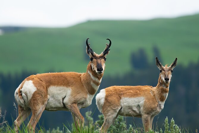Private Sunset 4-Hour Grand Teton Wildlife Adventure - Wildlife Encounters and Sightings