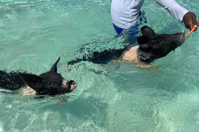 Private Swimming Pigs, Underwater Scooter/Turtles Excursion - Additional Information