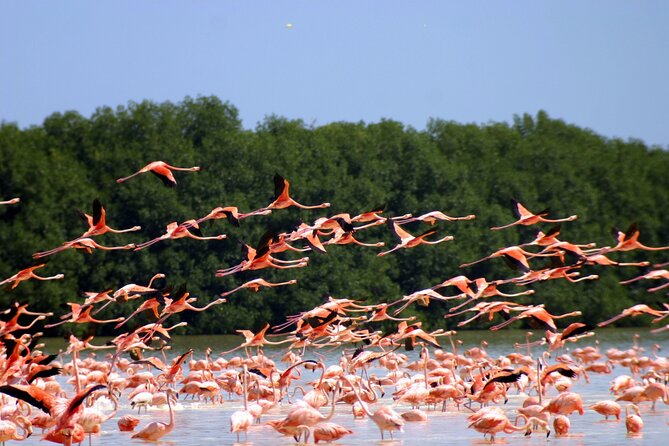 Private Tour Celestun Flamingo Watching and Beach - Pickup and Cancellation Policy