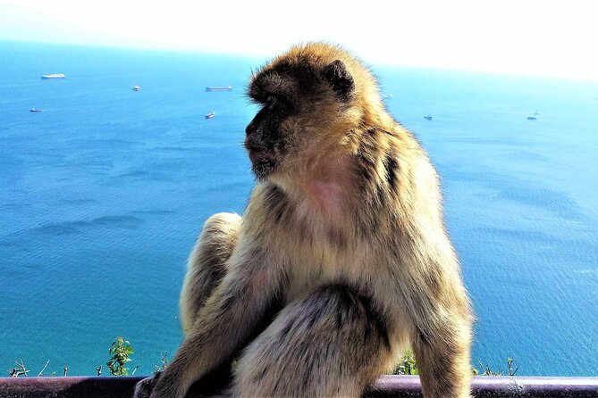 Private Tour in Gibraltar & Mijas From Marbella and Estepona - Tour Highlights