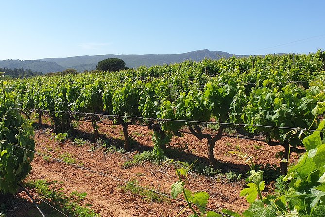 Private Tour of Azeitão / Palmela / Setúbal Wines - Booking and Cancellation Policies