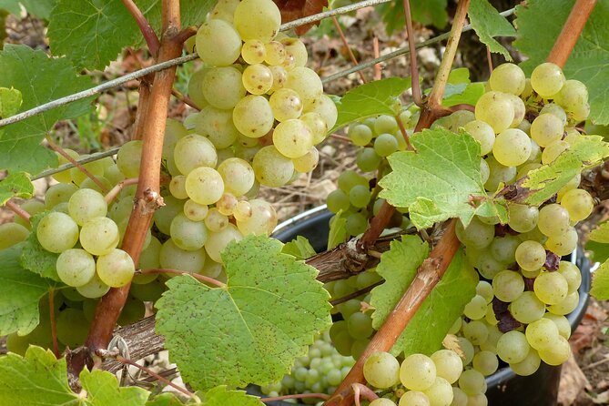 Private Tour of the Vineyard and Cellar Half Day - Accessible Information and Recommendations