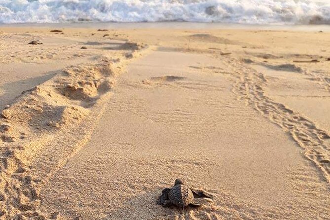 Private Tour to Release Turtles With Tickets Included - Cancellation Policy