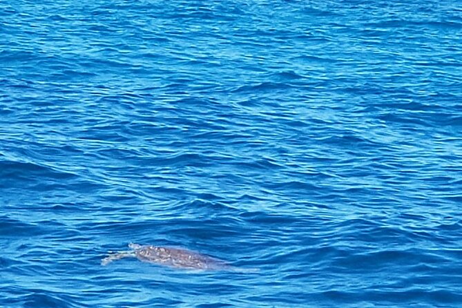 Private VIP Morning or Afternoon Snorkeling Tour From Fajardo - Important Information