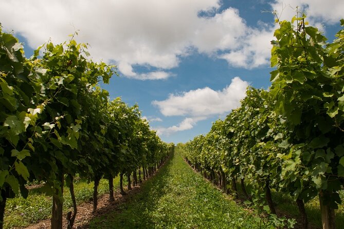 Private Walking Tour in Baden Neuweirs Vineyard - What to Expect and Confirmation