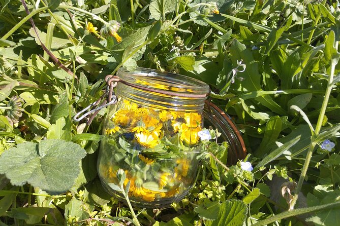 Private Walking Tour in Sierra Dela Tramuntana With Plant Expert - Tour Highlights