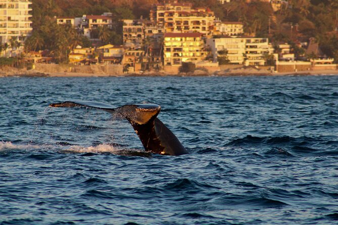 Private Whale Watching Sailing Tour - Meeting and Pickup Information