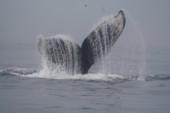 Private Whale Watching Tour in Puerto Vallarta - Whale Sightings