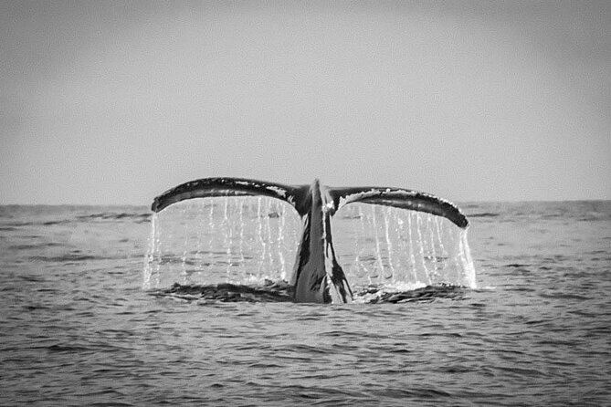 Private Whale Watching Tour!! - Cancellation Policy and Refund Details