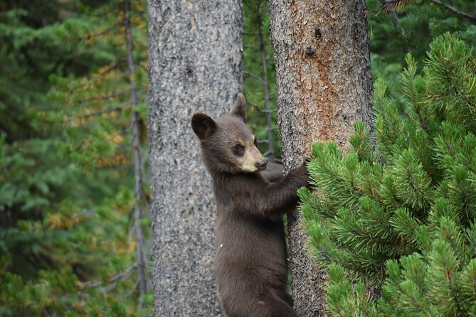 Private Yellowstone Highlights Tour - Tour Exclusions