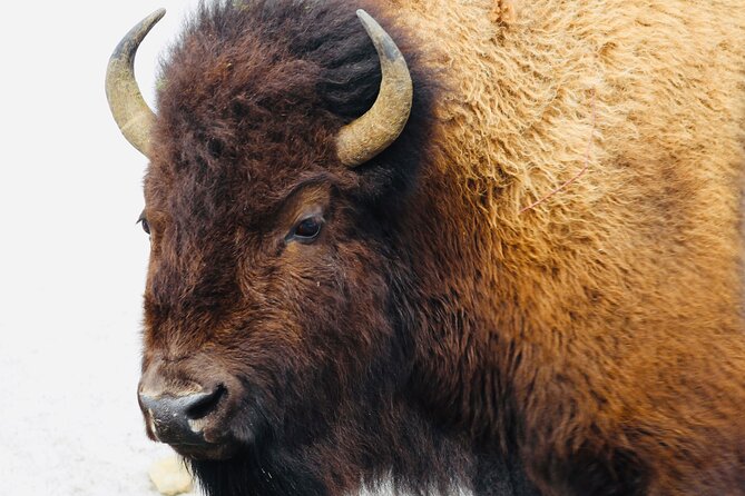 Private Yellowstone Lower Loop Tour - Reviews