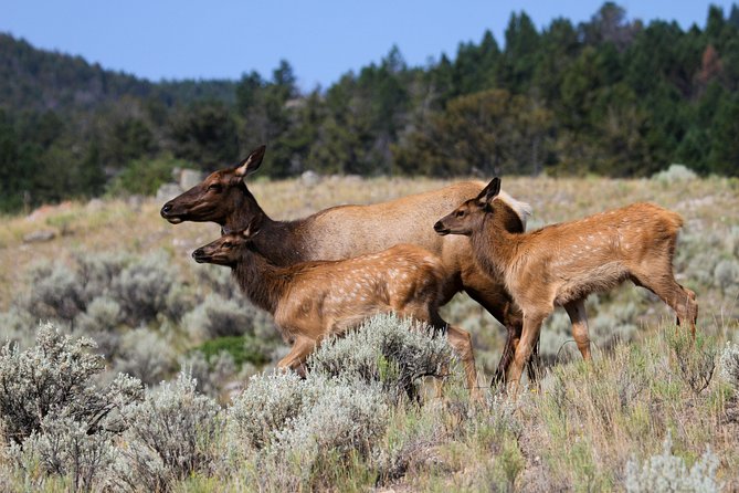 Private Yellowstone National Park Sightseeing Tour With Lunch - Highlights of the Tour