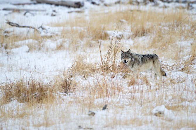 Private Yellowstone Wolf Watching & Wildlife Safari Experience - Meeting and Pickup