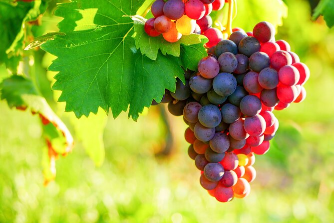 Provencal Market and Wine Tasting Full-Day Shared Tour From Nice - Review Highlights