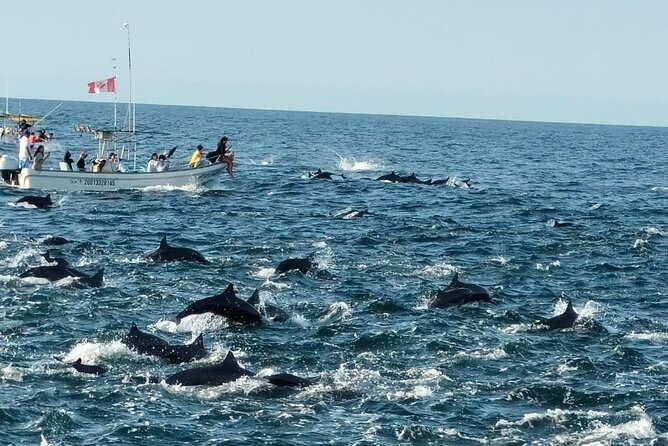 Puerto Escondido, Mexico Dolphin and Turtle Watching Tour - Customer Reviews