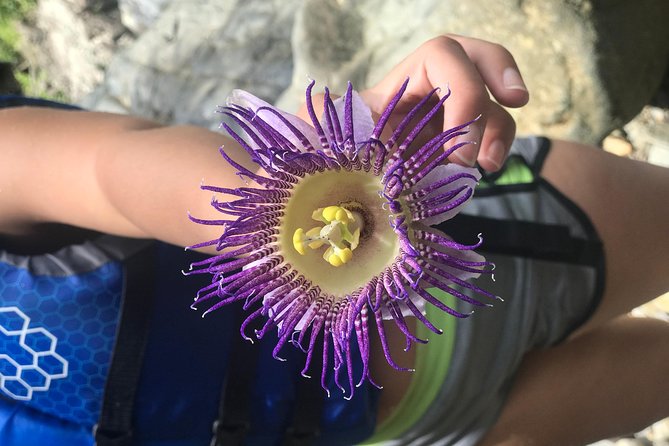 Puerto Rico Guided Adventure in El Yunque Rainforest - The Sum Up