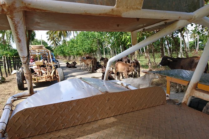 Punta Cana Half-Day Dune Buggy Adventure  - Dominican Republic - Customer Reviews and Experiences