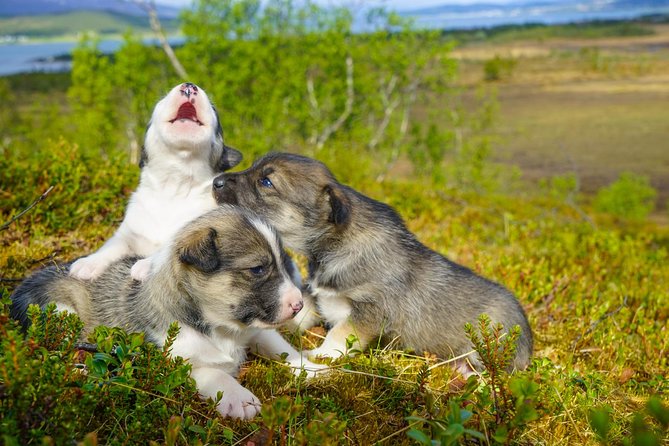Puppy Training Experience at a Husky Farm in Tromso - Logistics and Facilities