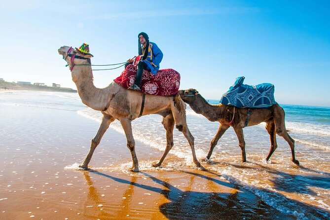 Quad Biking and Camel Ride Experience - Best Time to Go for Quad Biking and Camel Ride