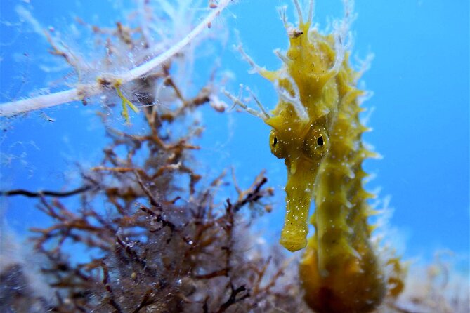Qualified Diver 1 Tank Dive in Mykonos - Date and Travelers