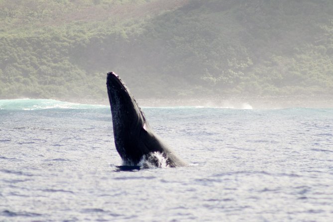 RAFT ADVENTURE - Whale Watch Discovery - Additional Information