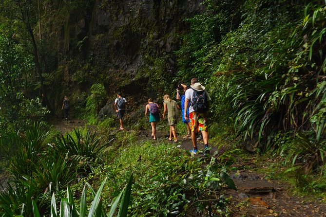 Rainforest Night Walk in Surfers Paradise - What To Expect