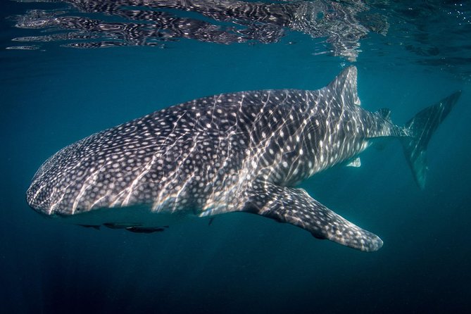 Reduced Group Whale Shark Tour - Restrictions