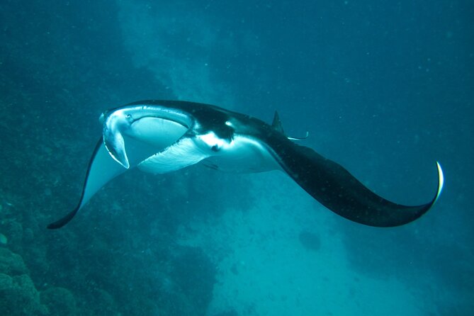 Reef Discovery Luxury Private Snorkeling Lagoon Tour - Snorkeling Gear and Towels Provided