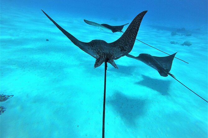 Reef Discovery Private Full Day Lagoon Tour & Water Lunch - The Sum Up