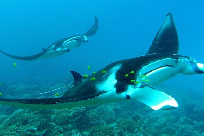 Reef Discovery Private Half Day Lagoon Tour - Weather and Cancellations