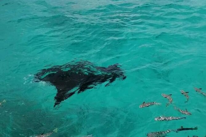 Reef Island Private Tour - Booking Process