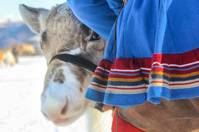 Reindeer Visit, and Sami Culture Including Lunch From Tromso - Feeding and Interacting With Reindeer