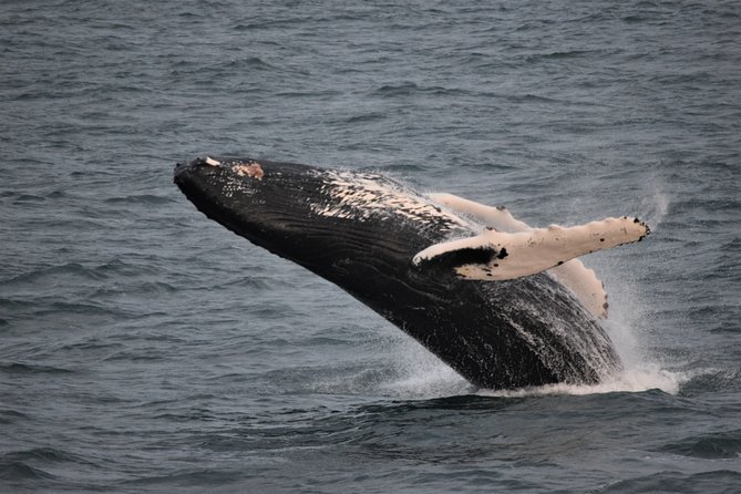 Reykjavik Shore Excursion: Whale-Watching Cruise - Booking and Flexibility
