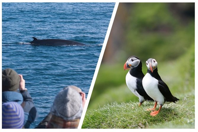 Reykjavik Two-In-One: Whales & Puffins - Accessibility and Safety Information