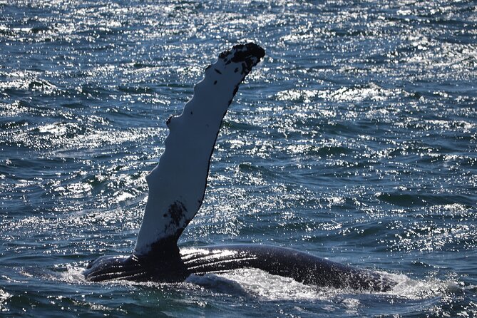 Reykjavik Whale Watching and Lava Show - Cancellation Policy