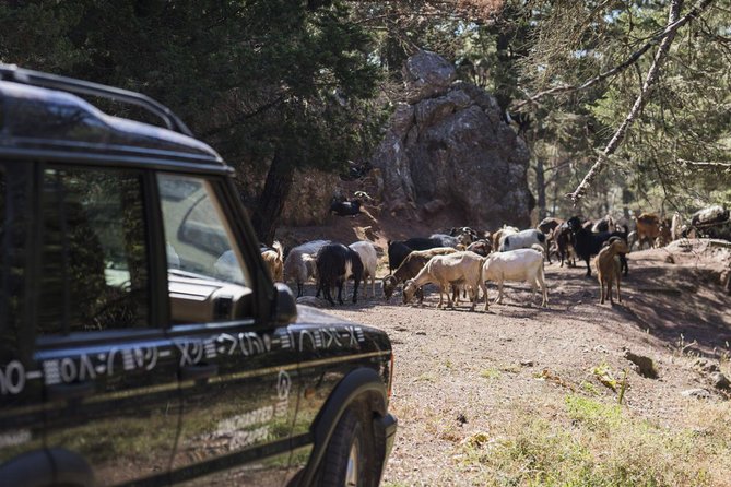 Rhodes Backcountry Shore Excursion - Suggestions for Tour Improvement