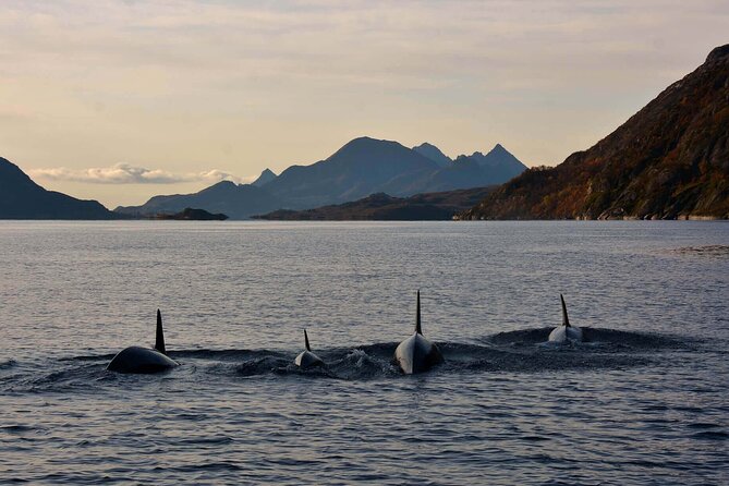 RIB Sea Eagle Safari Trollfjord Cruise - Weather and Cancellation Policy