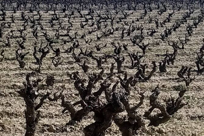 Rioja Wine Country Full-Day Private Wine-Tasting Tour  - San Sebastian - Questions