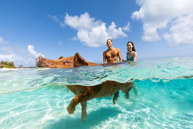 Rose Island: Sandy Toes Original Swimming Pigs and Snorkeling - Overview of the Experience
