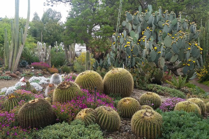 Ruth Bancroft Garden General Admission Ticket - Overview and Admission Details