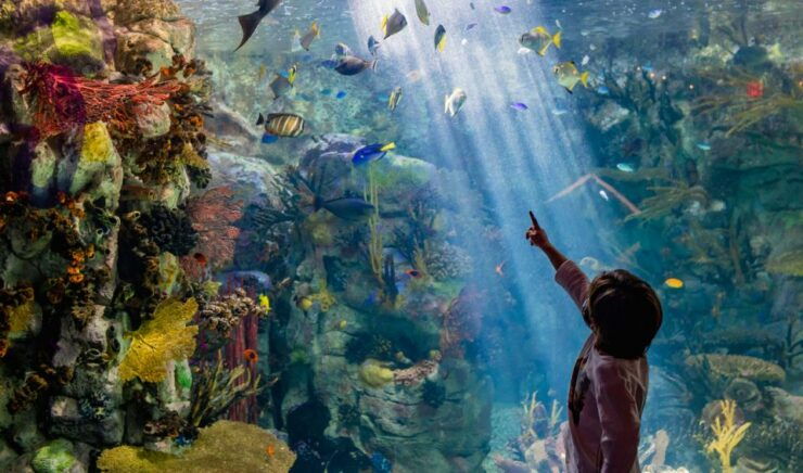 San Diego: SeaWorld, LEGOLAND, and 3 Attractions CityPASS - Attractions and Experiences