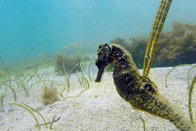 San Juan Guided Snorkel Tour - Guided Tour Experience and Customer Reviews