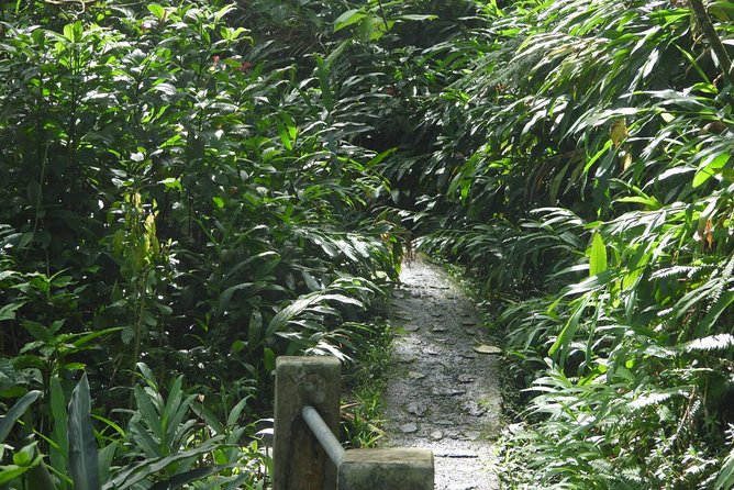 San Juan Small-Group Rain Forest Hike - Traveler Reviews